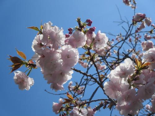 「静峰ふるさと公園 八重桜見学ウオーク」